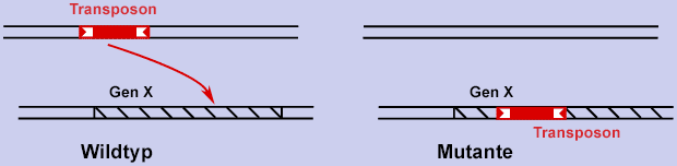 Transposition_Mutation