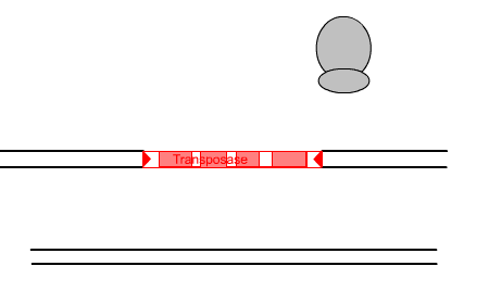 Transposition