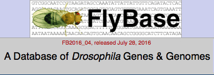 flyBaseLogo