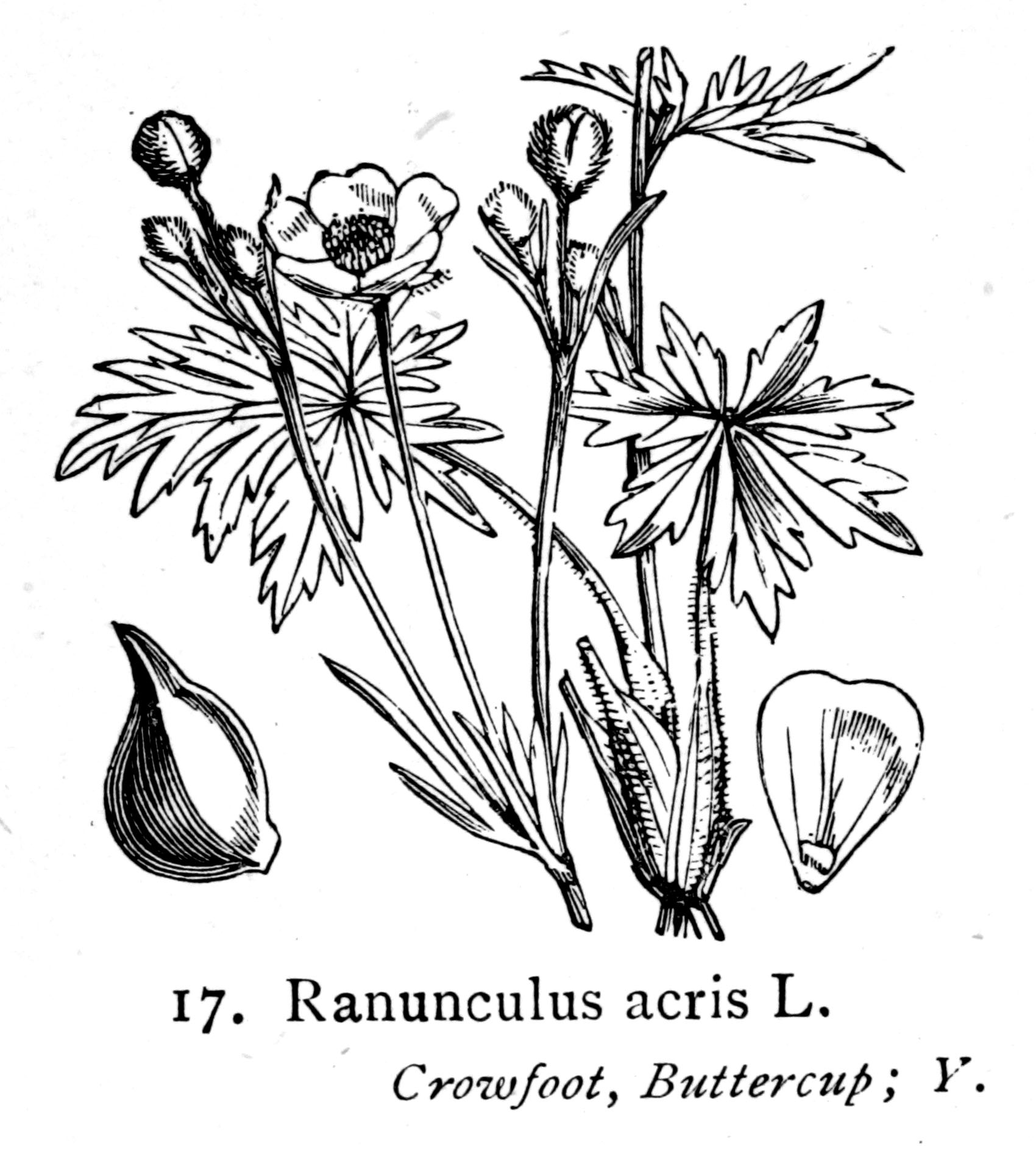 Какой тип питания характерен для лютика. Лютик едкий (Ranúnculus Ácris. Лютиковые Ranunculaceae. Лютик едкий ботаника. Андроцей Лютика.