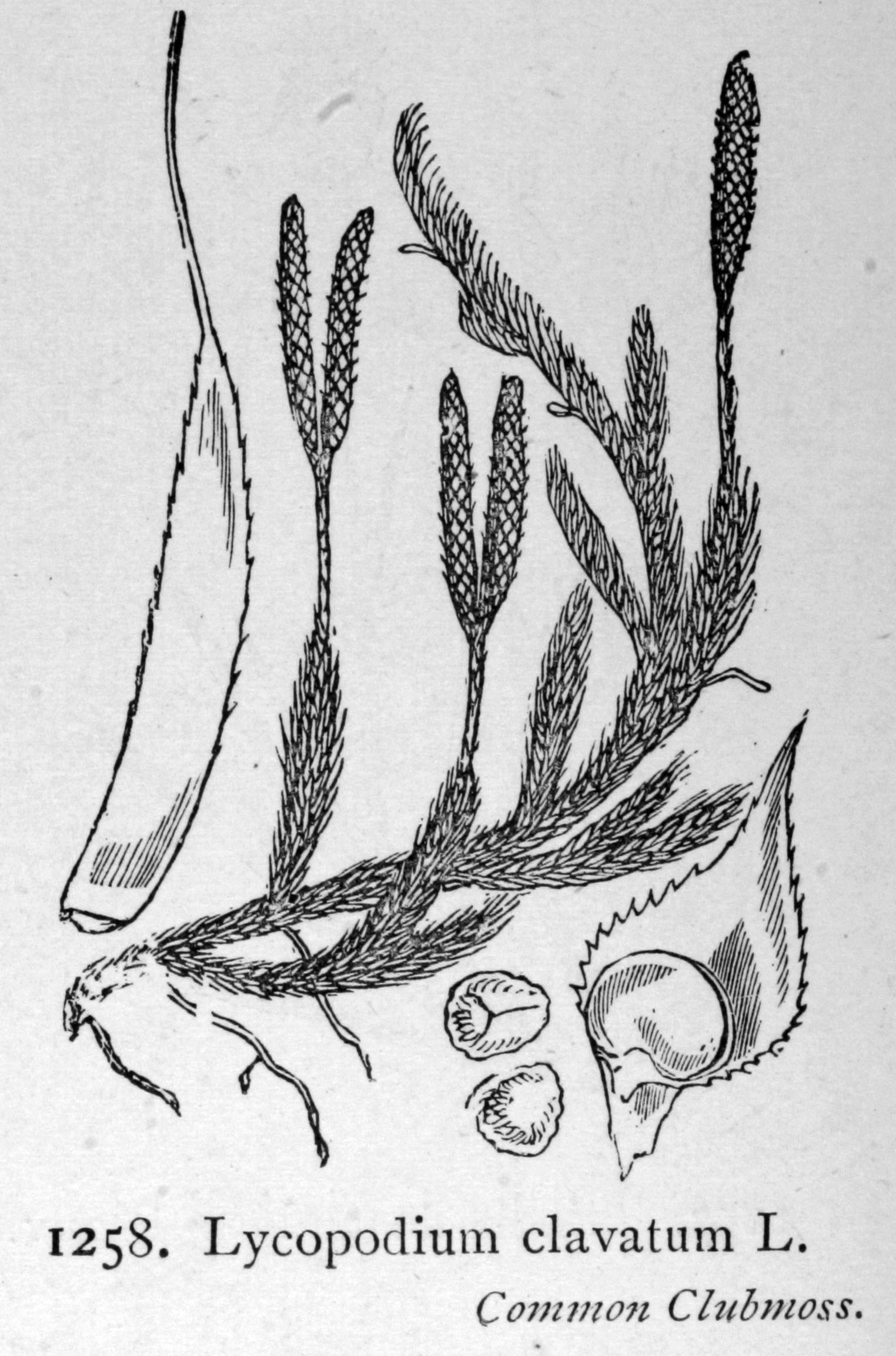 Белена черная ламинария плаун булавовидный. Плаун булавовидный. Плаун булавовидный паразит. Lycopodium clavatum строение. Плаун булавовидный строение.