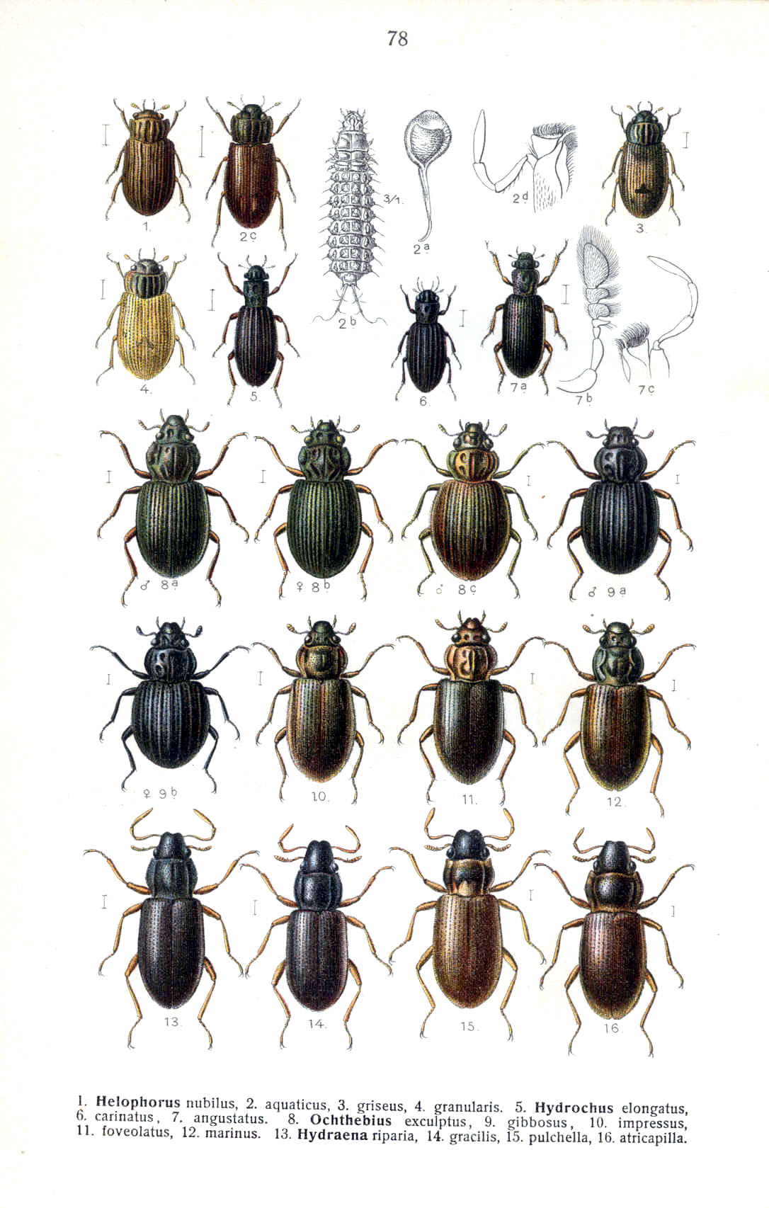FAUNA GERMANICA (1908)