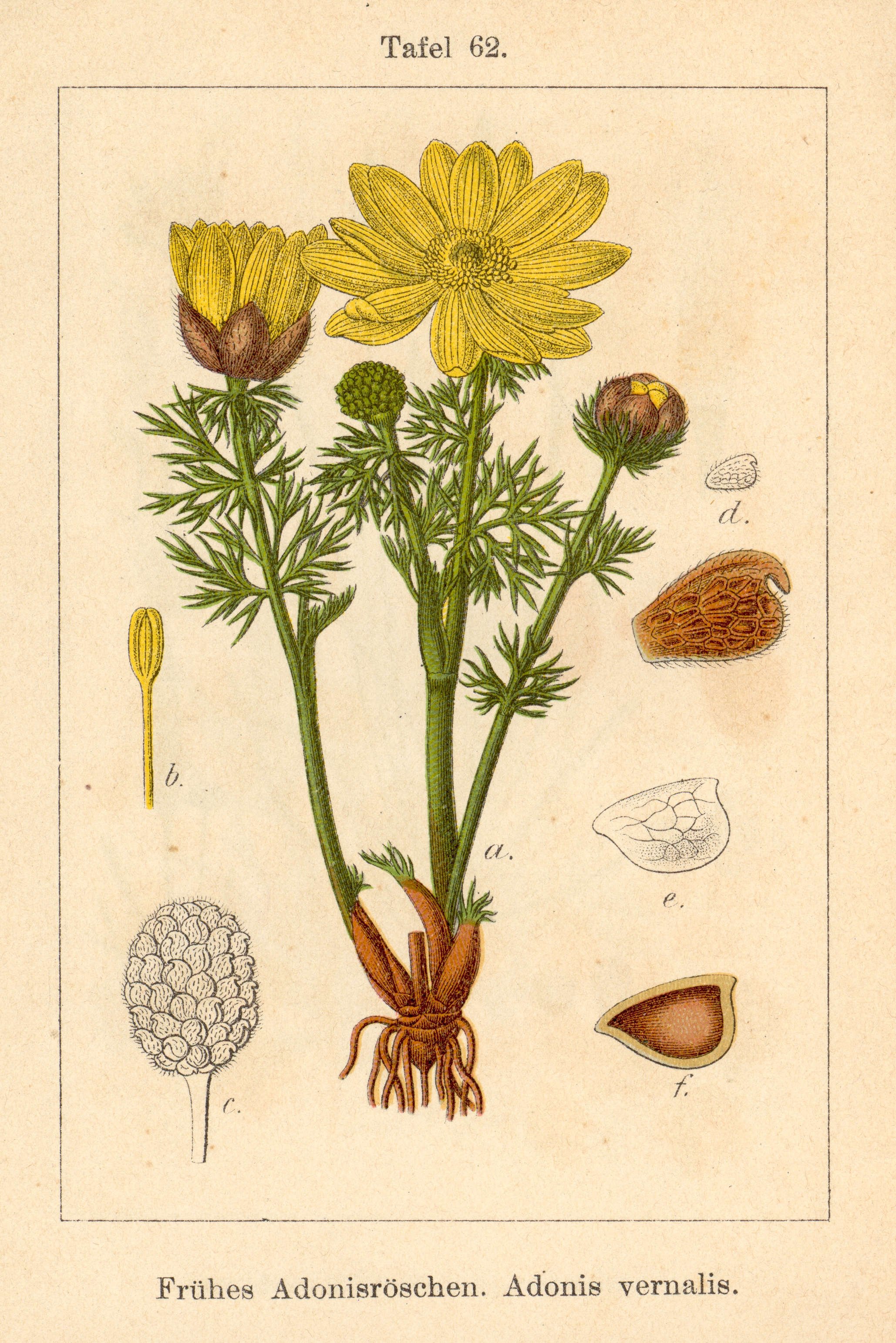Адонис Ботаническая иллюстрация